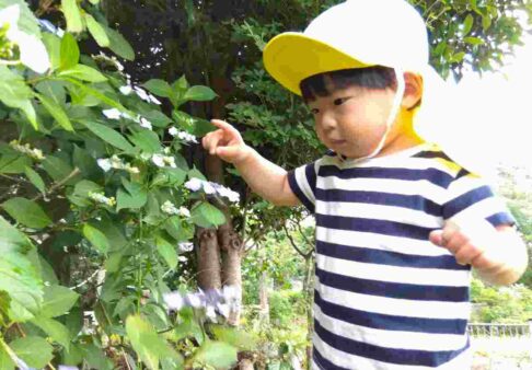 6月の園の様子