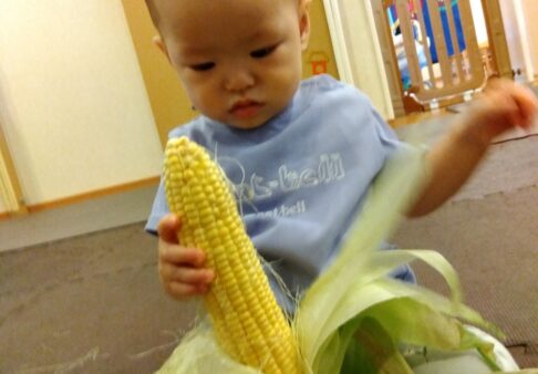 【０歳児】トウモロコシで食育！
