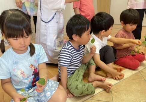 ３歳児　小松菜収穫☆彡