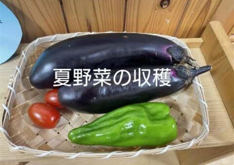 【遊び】夏野菜の収穫　～５歳児クラス