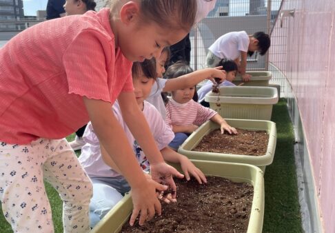 4,5歳児　種植え☆彡