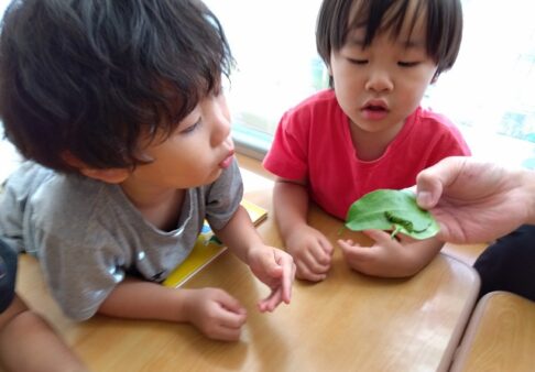 あおむしがやってきた！　～2歳児～