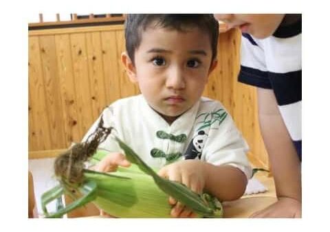 【食育】とうもろこしの皮むき　～２歳児クラス