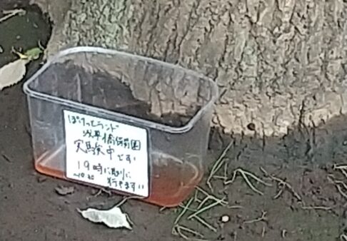 お泊り保育カブトムシ仕掛け編🐝