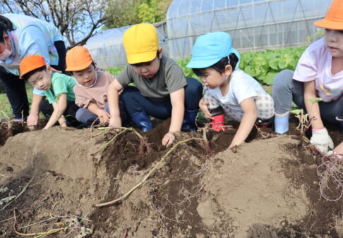 ４・５歳クラス　おいもとったぞ～！
