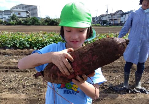 おいも堀り