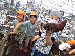５歳児　くじら組　「お芋ほり」
