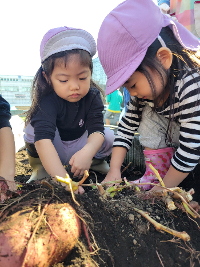 ３歳児　うさぎ組　「お芋掘りで大興奮！！」