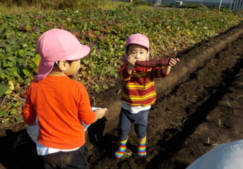 2歳児クラス　芋ほり