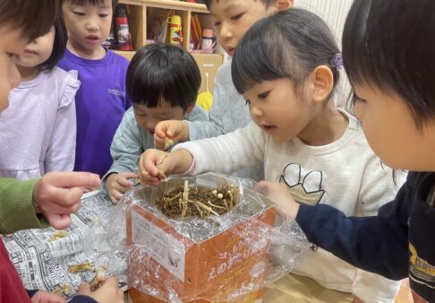 ３歳児　えのき栽培