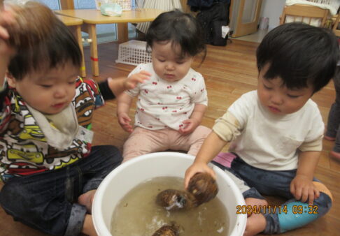 0歳児　ごしごし　さといも、きれいになあれ！