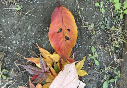 【2歳児】ぱんだ組　１２月～後半～