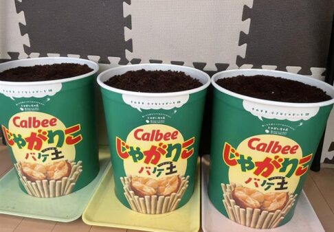 じゃがいも栽培始めました♬