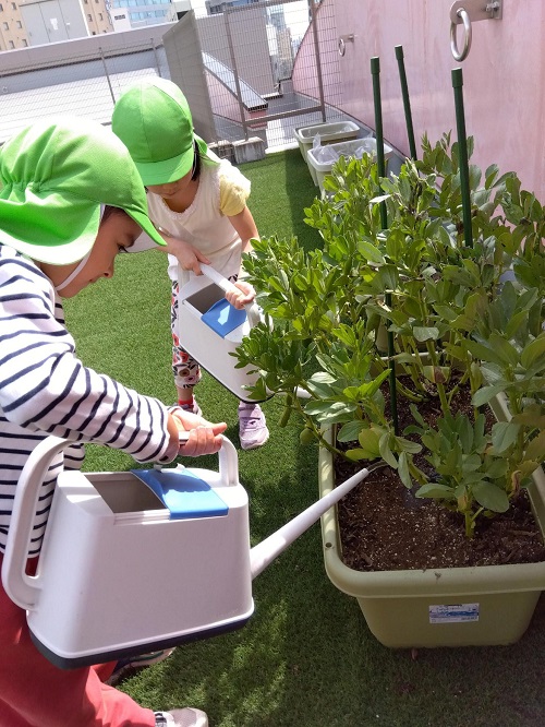 名古屋こども専門学校と共同で、空豆を育てています⛅
交代制で水やりをしています✨
たっぷりお水を与えてきました🌞
