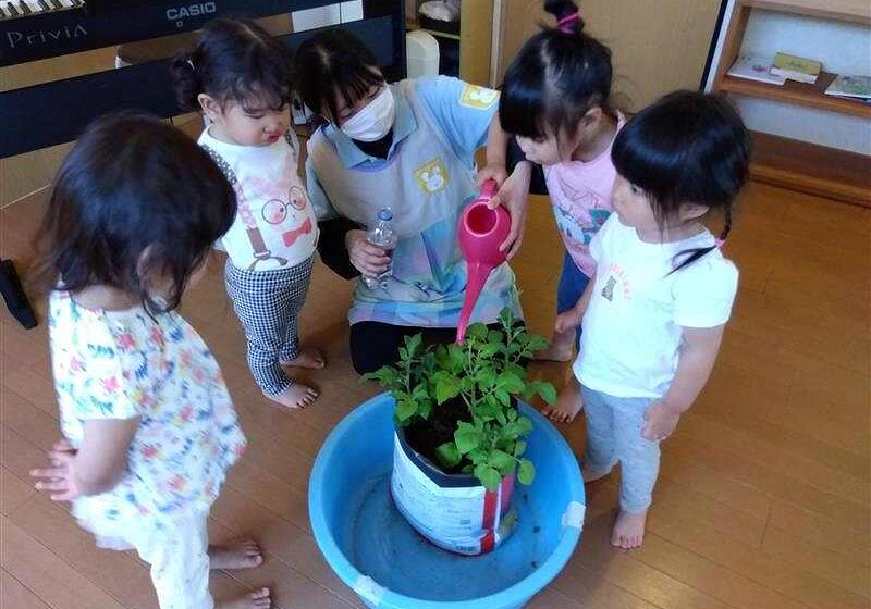 昨年度から育てているジャガイモにお水やりをしたよ！おいしくなあれ～とおまじないもしたよ✩