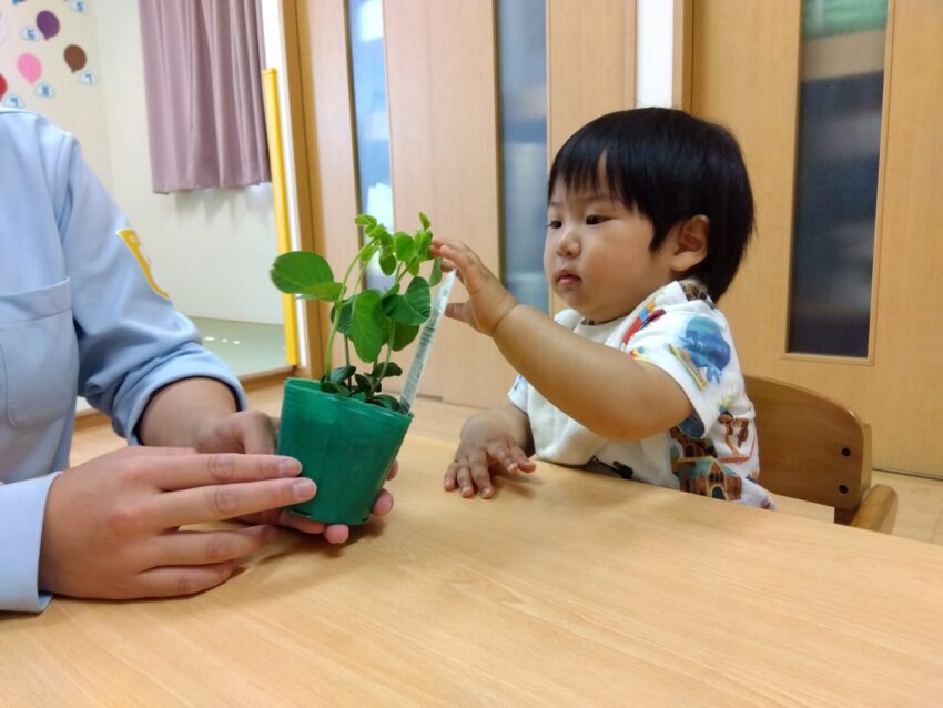 0歳児おひさま組は枝豆を育て始めました！
お部屋で枝豆の苗を観察しています👀