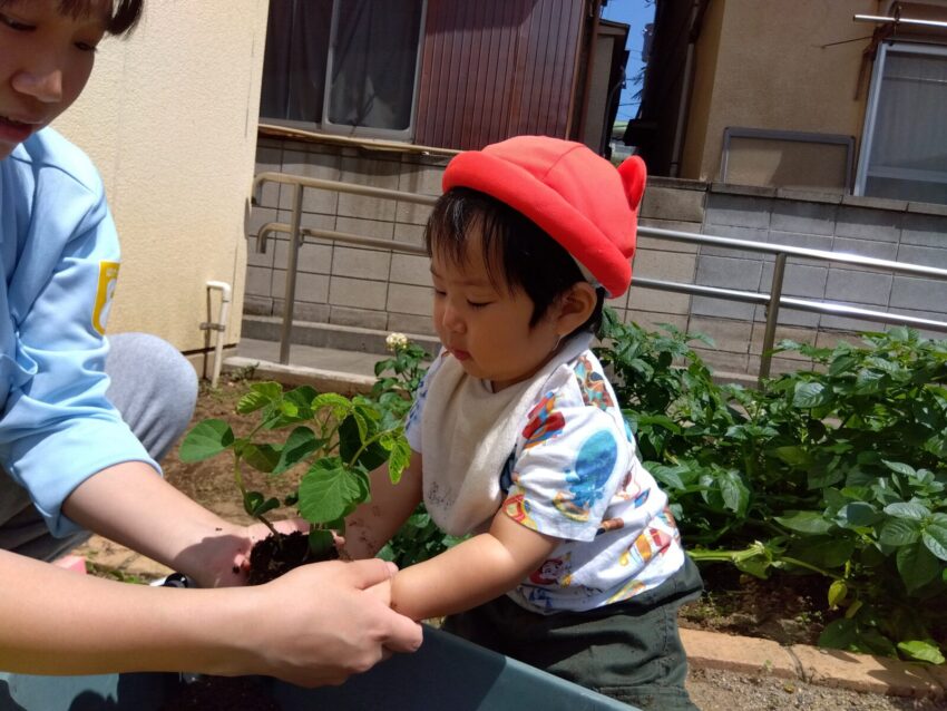 苗を一緒に持って植えました🍃