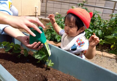 ０歳児　枝豆栽培🌞