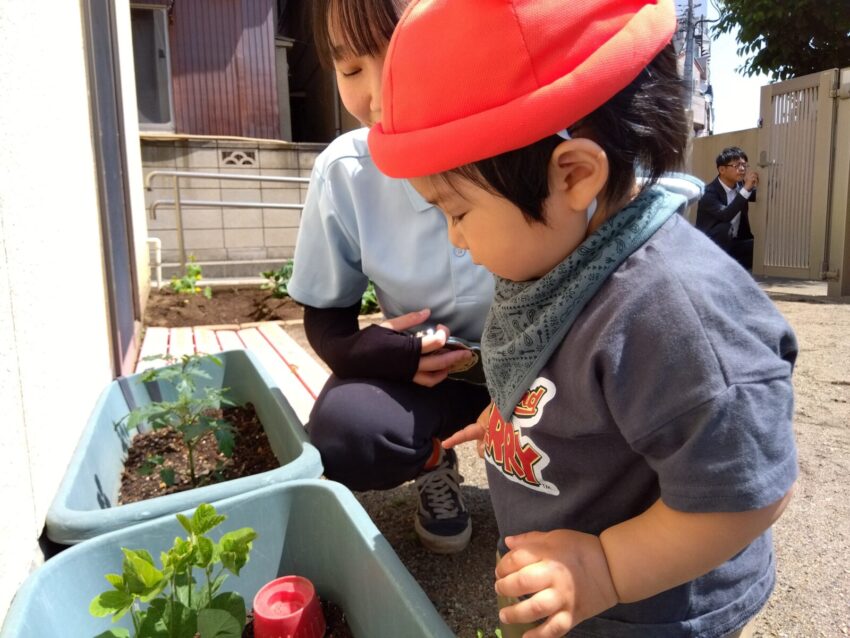 次の日からお散歩前には水やりをして成長を観察しています✨
