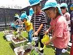5歳児　食育で野菜の苗植えを体験しました。