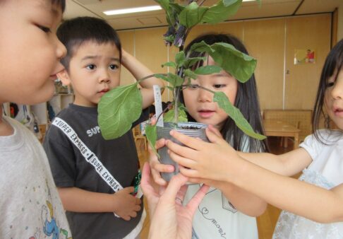 ３歳児　ナスの苗植え