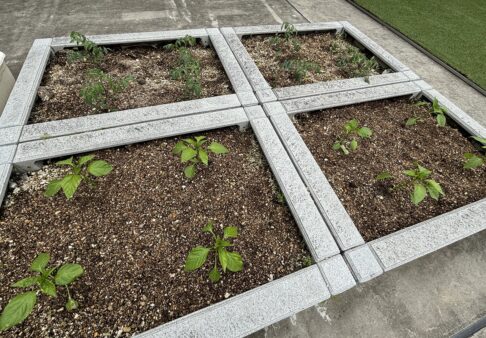 幼児クラス～園庭菜園に夏野菜を植えました🍅～