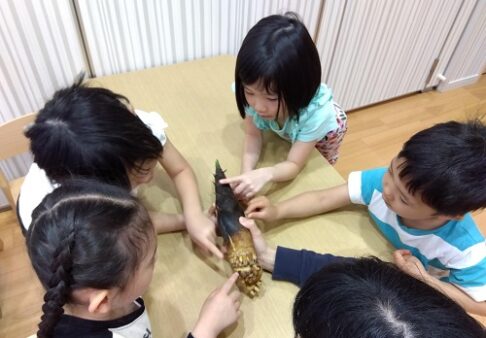 ５歳児　たけのこの観察