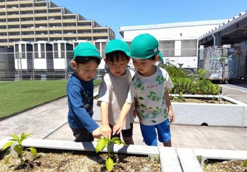4歳児クラス　菜園観察