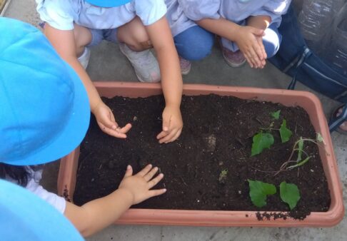 さつまいもの苗植え（４歳児クラス）