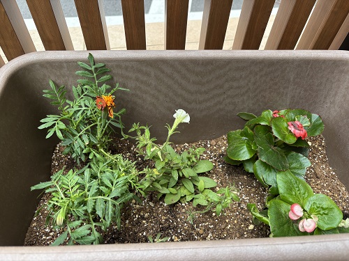 花たちが優しく揺れてにっこりしているようです😊
保育園で水やりをしながら大切に育てていきます💎