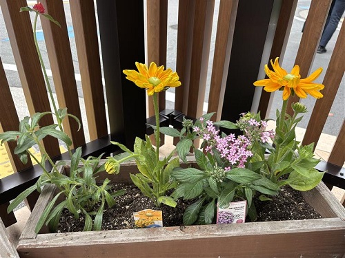 花の苗は保育園のエントランスにあるプランターに早速植えました🌼
