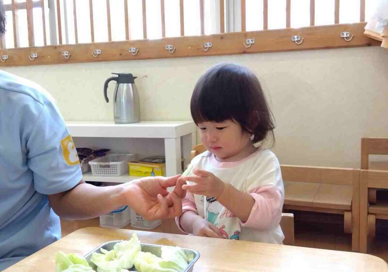 野菜を見た後は実際にキャベツの葉ちぎりに挑戦です！