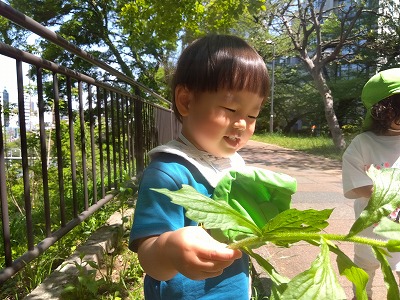 大きな葉っぱや虫に出会う事もあります。
子どもたちは小さな手でしっかりと掴んで植物の感触を知っていきます。
