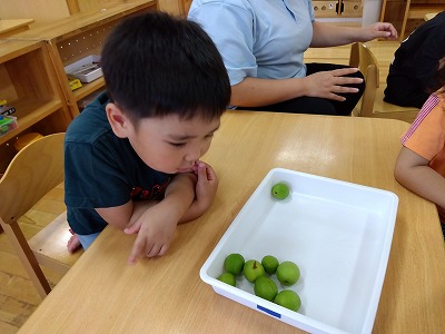 ４歳児　★梅ジュース作り★