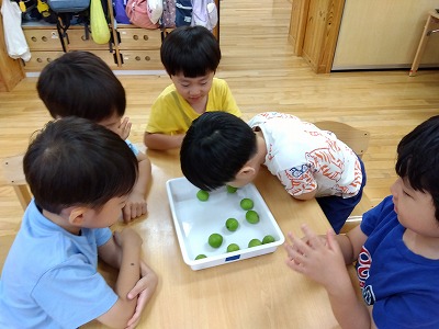 普段、近くの公園に行くと落ちている梅と同じ。においはするかな？