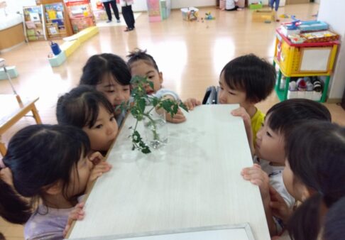 4,5歳児☆野菜を育てているよ！