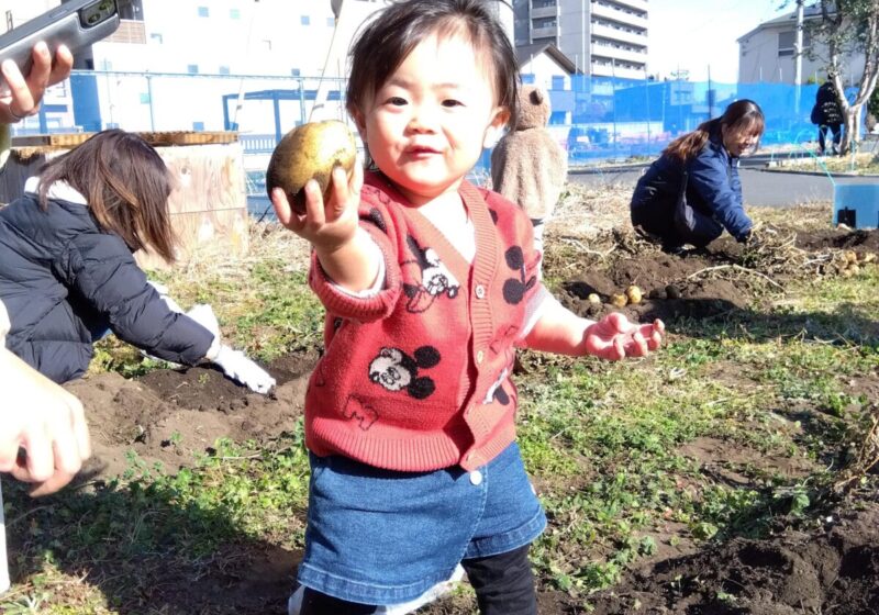 大きいじゃがいもが掘れました