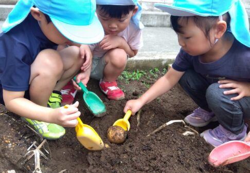 幼児クラス（3～5歳児）　じゃがいも掘り☆