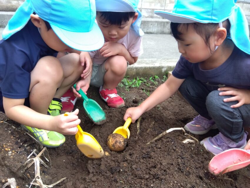 6月になり、念願のじゃがいも掘りです!