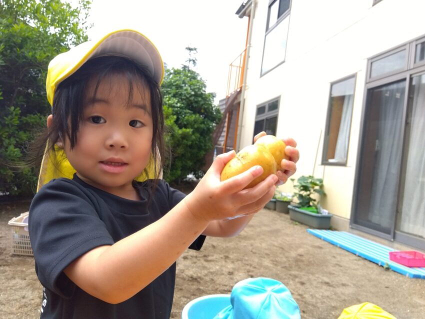 片手では収まらないほどのじゃがいもがたくさん採れました♪