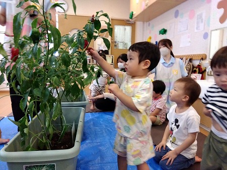 夏野菜収穫祭！