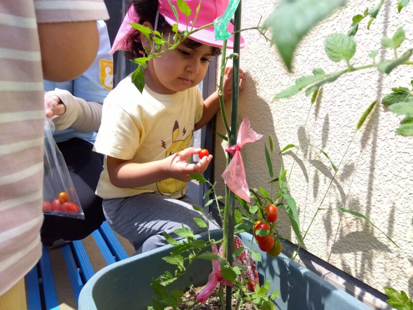 収穫の時期になると「やったー！」と大喜びする子どもたちです♪