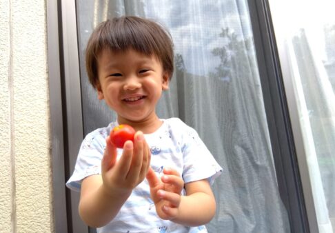 2歳児　ミニトマト収穫🍅