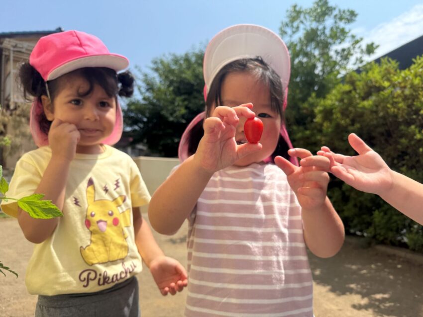 大きなミニトマトが取れると、食べることを楽しみにしていました😁
栄養士の先生に調理をしてもらい、給食時に美味しく頂きました！
トマトが苦手な子も一口食べてみようとする姿も見られました🍅