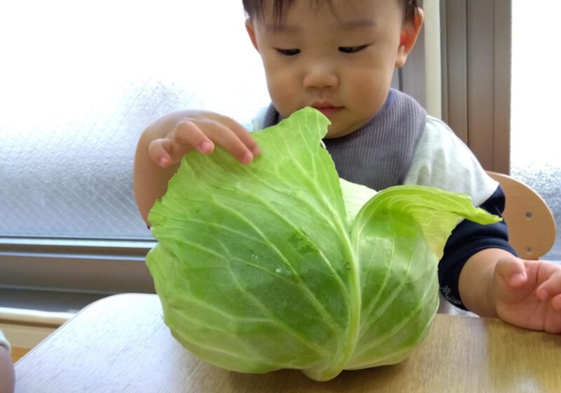 キャベツの皮をぺりぺりとそーっと慎重に一枚ずつめくっていました👏