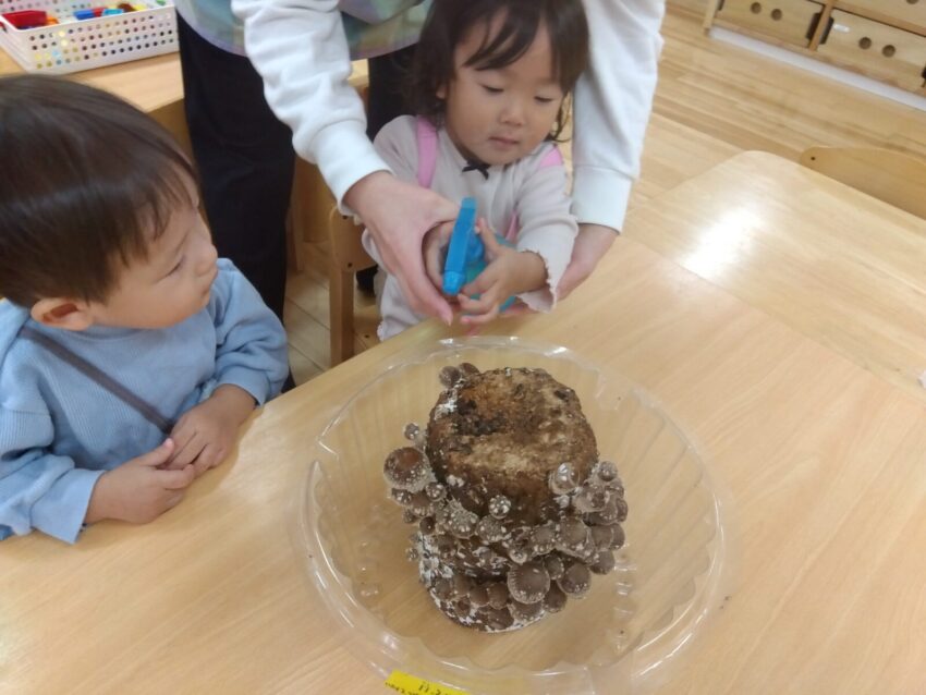 しいたけさん大きくなってね～