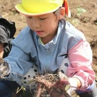 根っこがいっぱい!