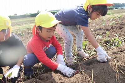 この下に芋があるのかな?