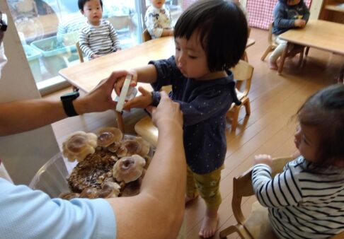 しいたけ栽培〜１歳児〜