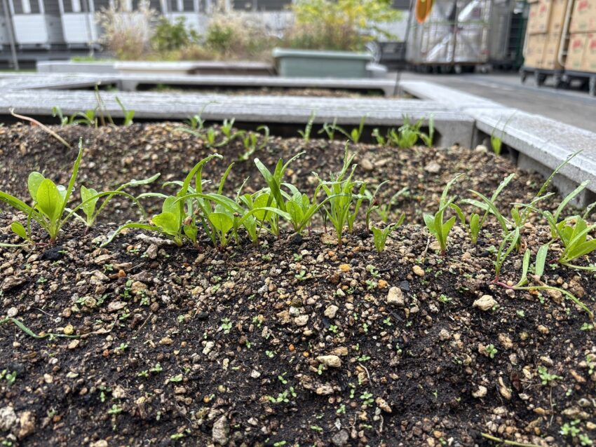 ３歳ももはなさんのほうれん草